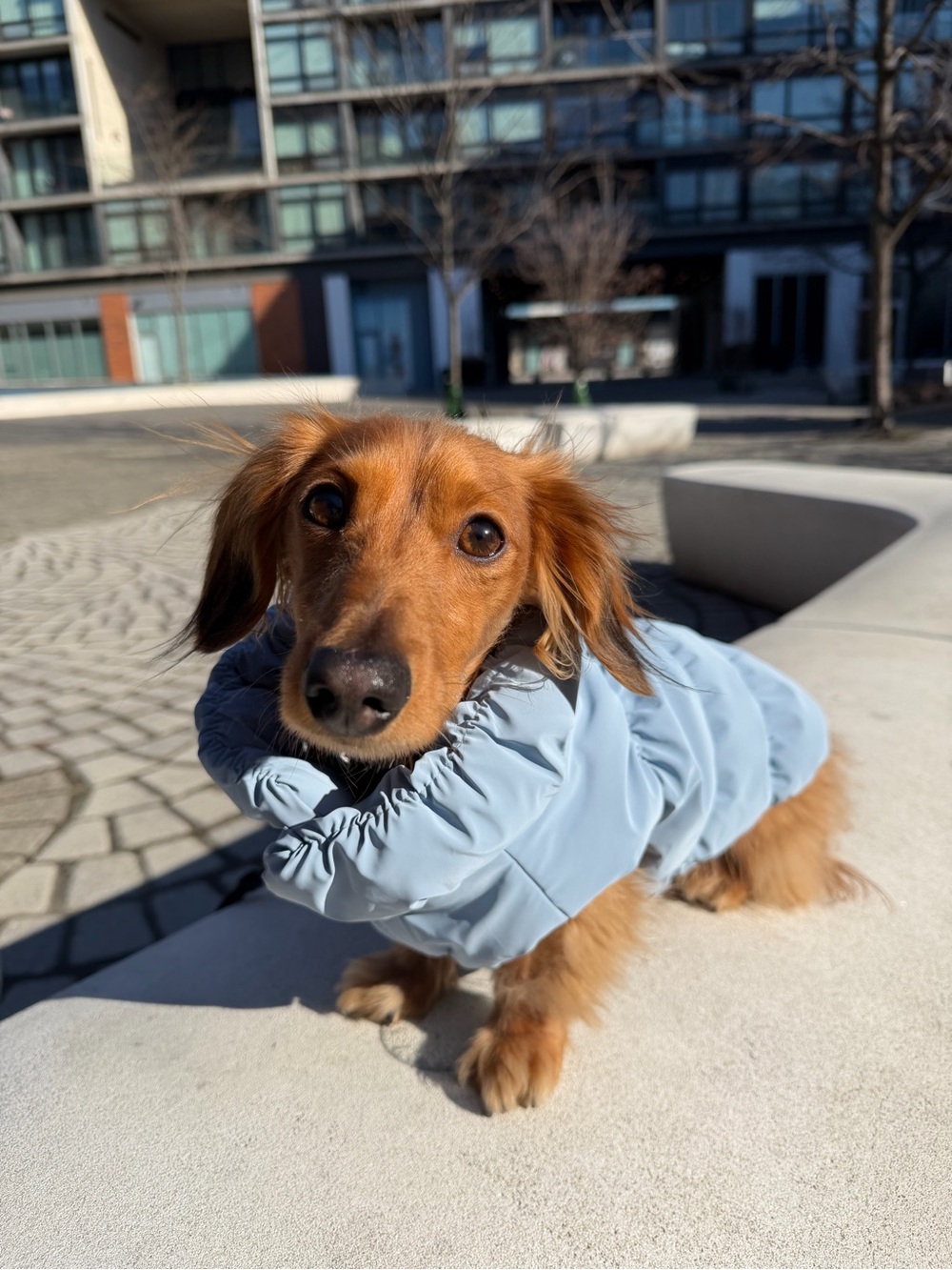 Dog Puffer Jacket - Picture 3 of 3